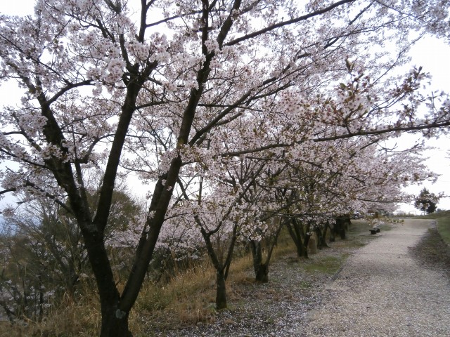 経ヶ丸グリーンパークの桜