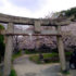 高龗宮の桜