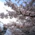 経ヶ丸グリーンパークの桜