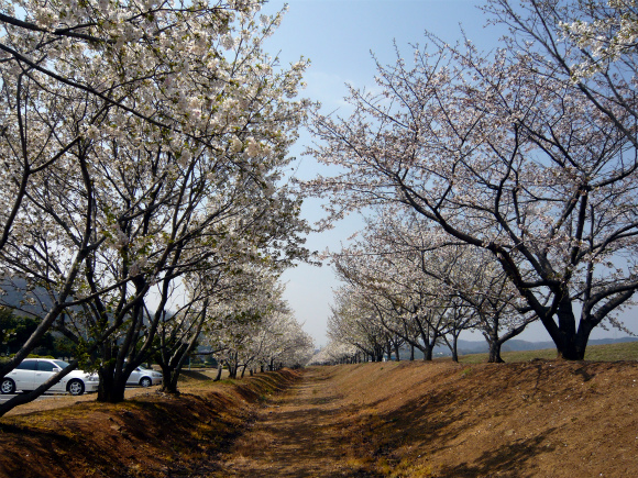笠岡湾干拓地の千本桜