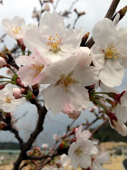 西ノ浜緑地の桜