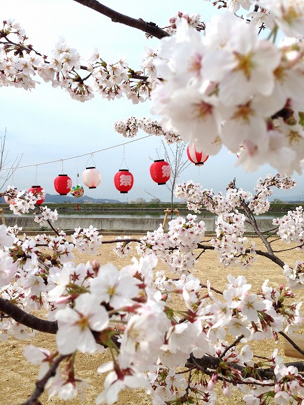 西ノ浜緑地の桜