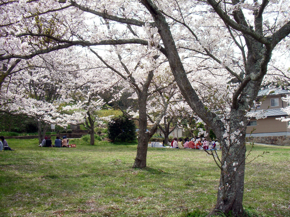 入口付近の桜