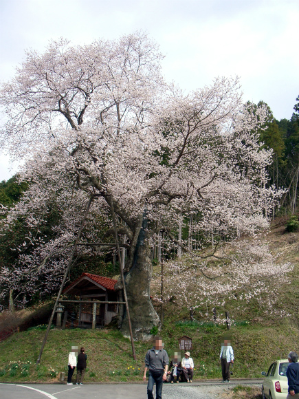 岩井畝の大桜