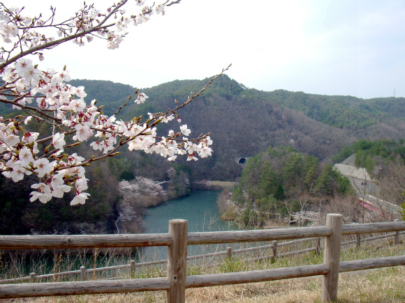 北房ダムの桜