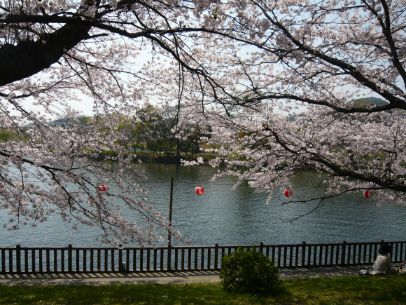 池にかかる桜の枝も風情があります｡