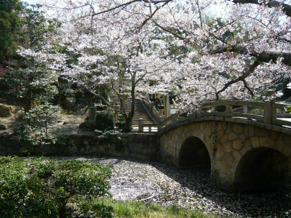 菅原神社の桜