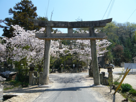 菅原神社の桜