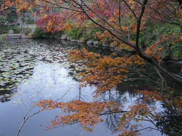 神勝寺の池