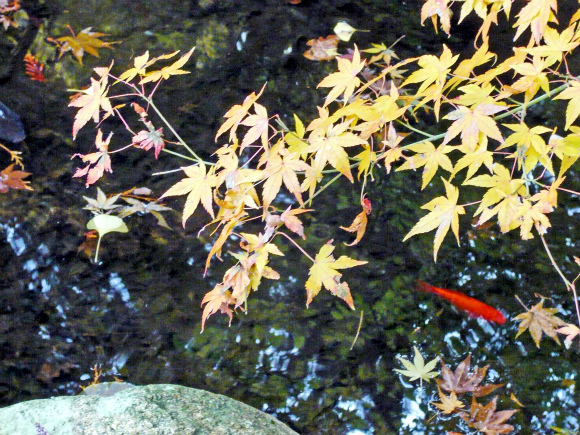 湯泉神社の池