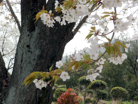 神島外浦の山桜