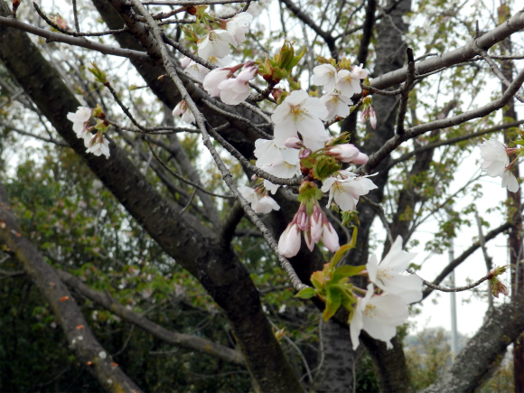 神島外浦の山桜