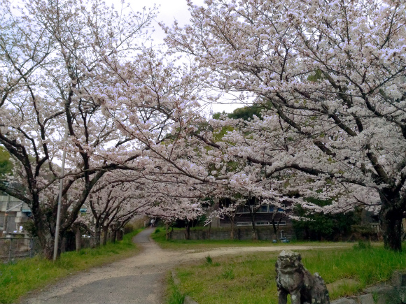高龗宮の桜