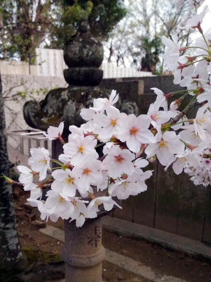 道通神社の桜