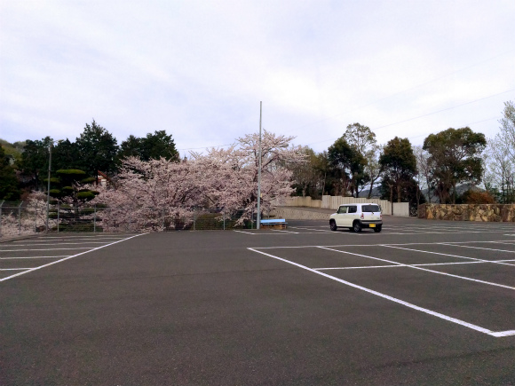 道通神社の桜