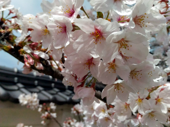 笠岡小学校の桜