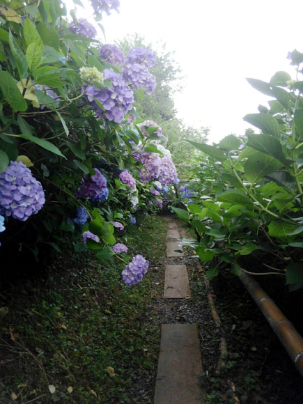 「花のふる里 上田むら」の紫陽花