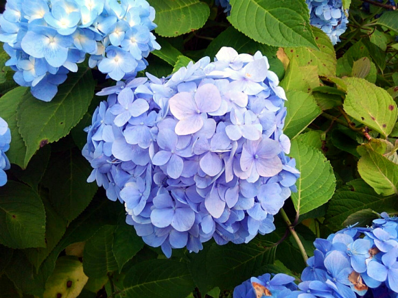 「花のふる里 上田むら」の紫陽花
