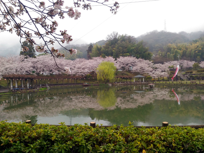 雨にけぶる府中公園の桜