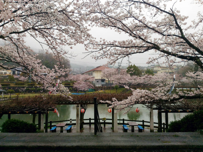 雨にけぶる府中公園の桜