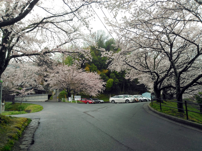雨にけぶる府中公園の桜、駐車場