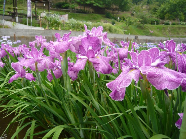 華やかな紫の花菖蒲