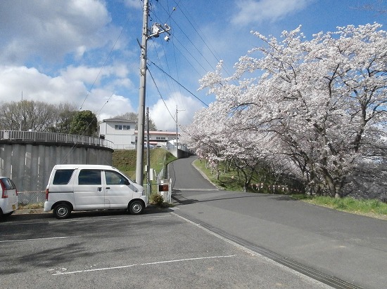 神辺 山王山公園の桜
