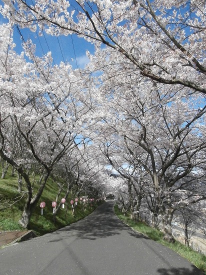 神辺 山王山公園の桜