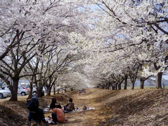 笠岡湾干拓地の桜のトンネル