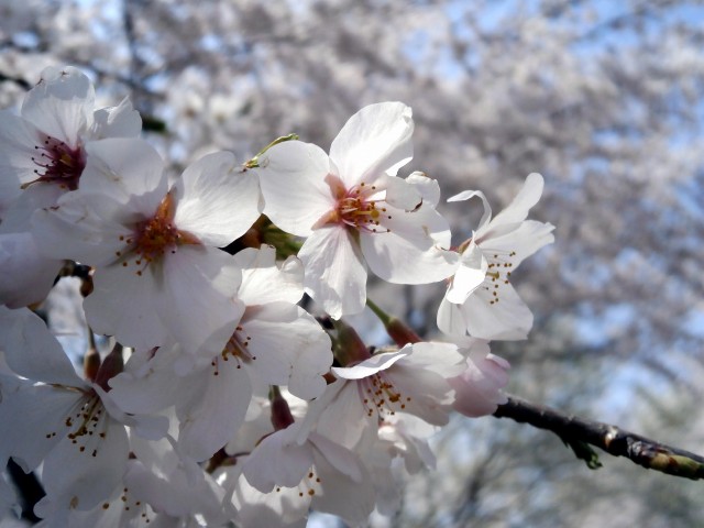 真っ白な大島桜