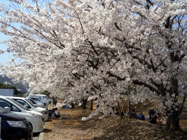 駐車場から見た桜のトンネル