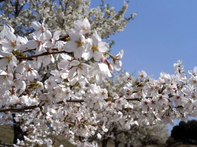 多目的広場の桜